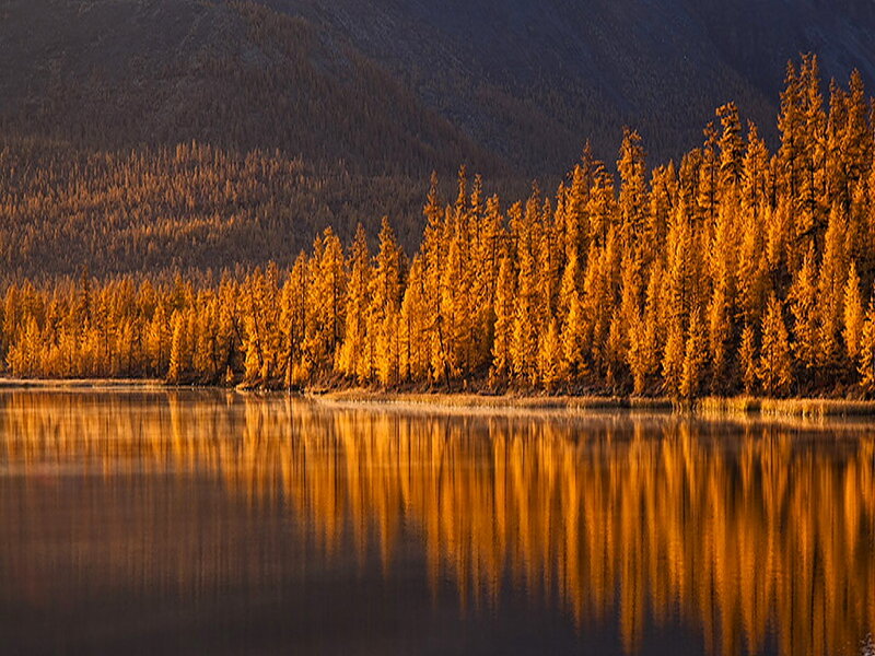 Golden Larch Trees — Gold