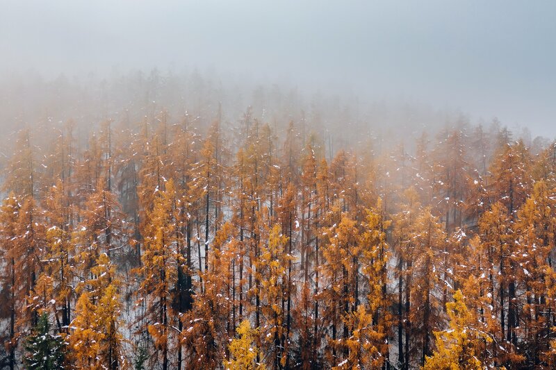 Golden Larch Trees in Fog