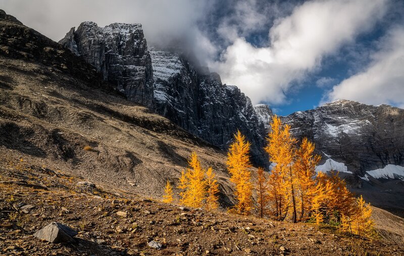 Golden Larch Trees in Mountains — Yellow