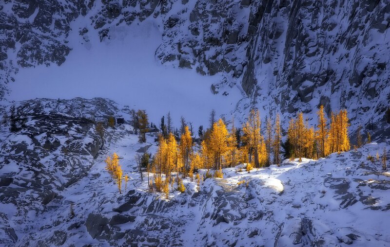 Golden Larch Trees in Snow