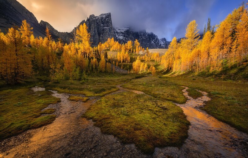 Golden Larch Trees in Valley — Gold