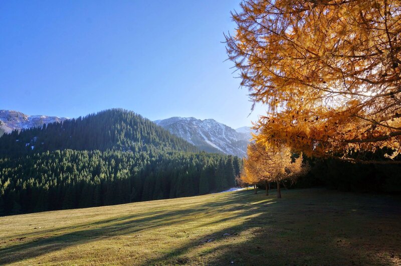 Golden Larch Trees in Valley
