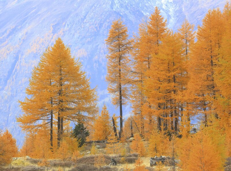 Golden Larch Trees — Orange, Serene, Autumn