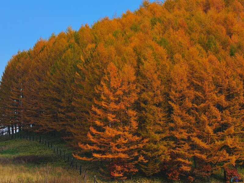 Golden Larch Trees — Orange, Serene