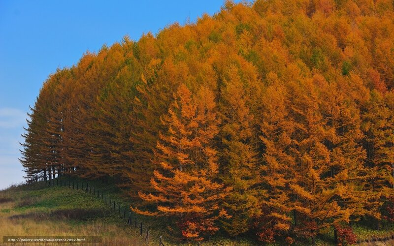 Golden Larch Trees — Orange