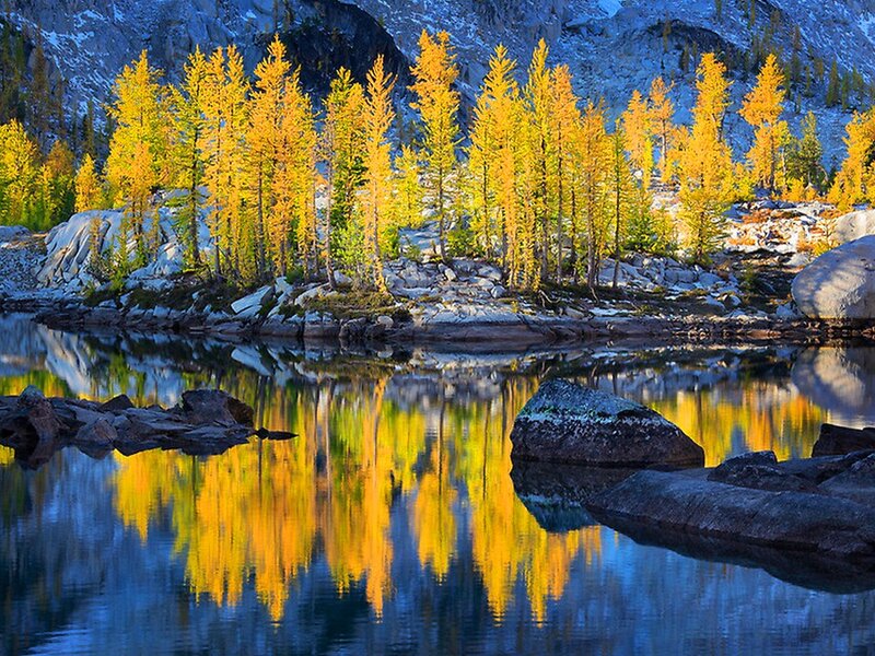 Golden Larch Trees
