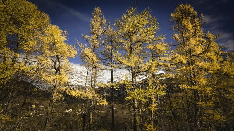 Golden Larch Trees — Yellow, Dramatic, Autumn