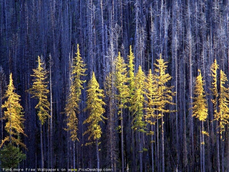 Golden Larch Trees — Yellow, Dramatic