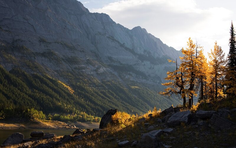 Golden Larch Trees — Yellow, Serene, Autumn