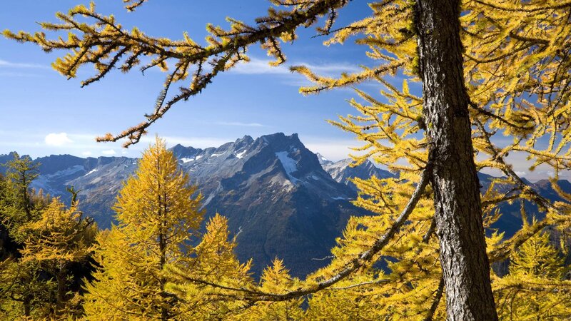 Golden Larch Trees — Yellow
