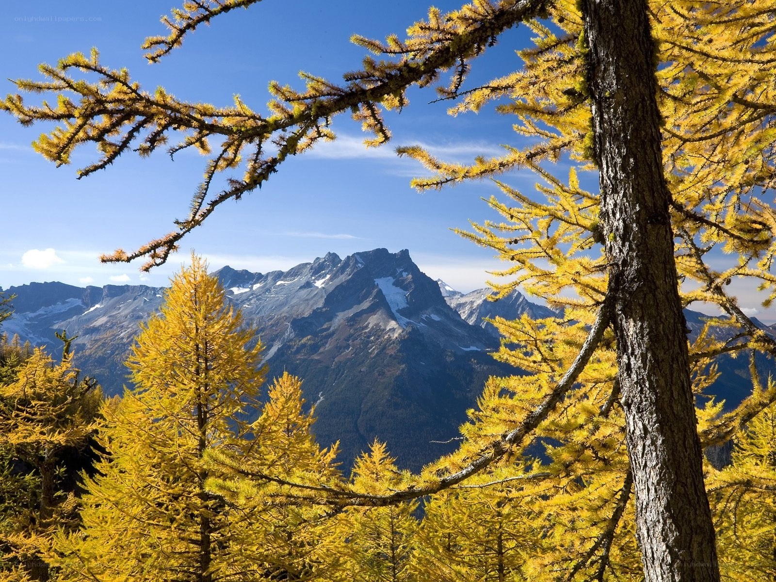 Golden larches frame mountain peak