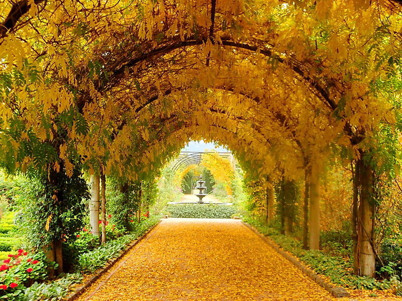 Golden Leaf Archway