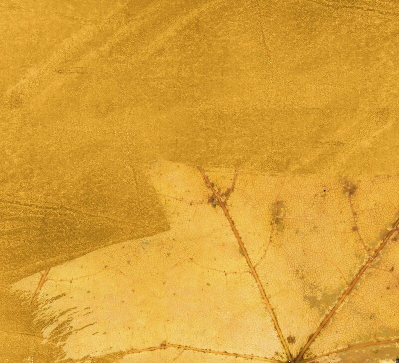 Golden leaf texture background