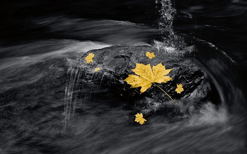 Golden leaves in flowing water