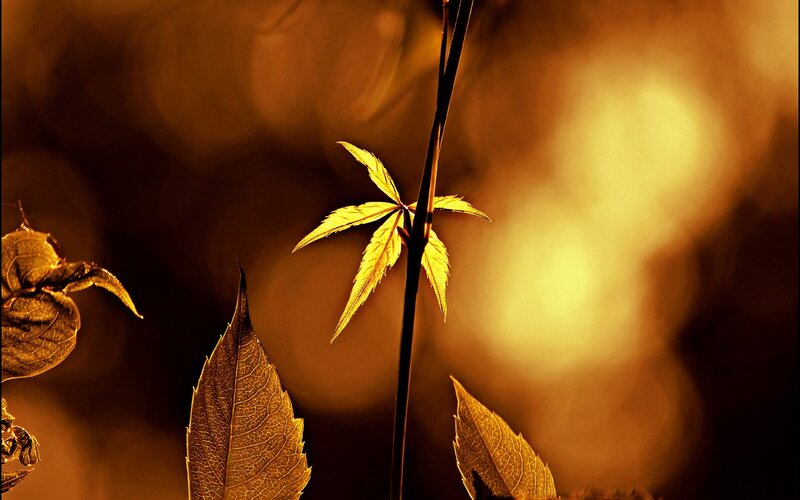 Golden leaves in sunlight