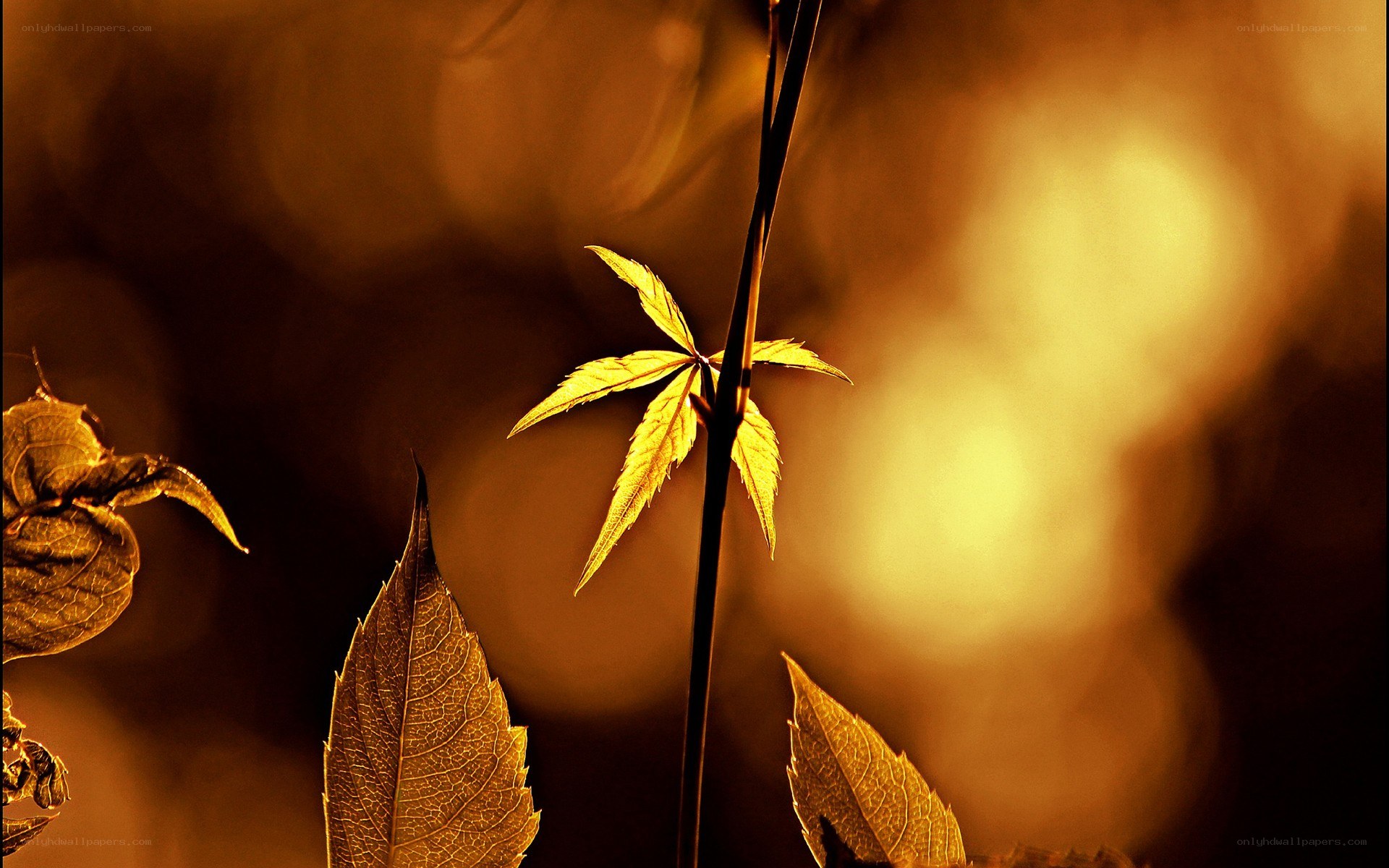 Golden leaves in sunlight