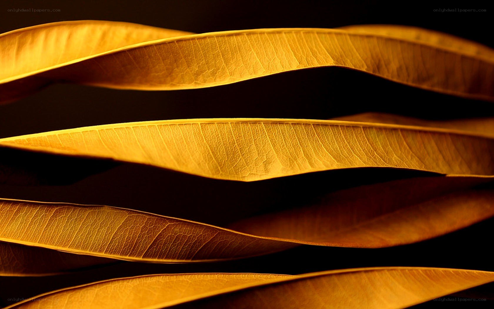 golden leaves in warm light