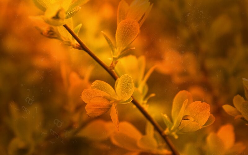 Golden leaves on a branch