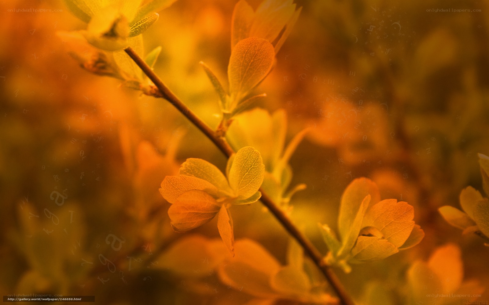 Golden leaves on a branch