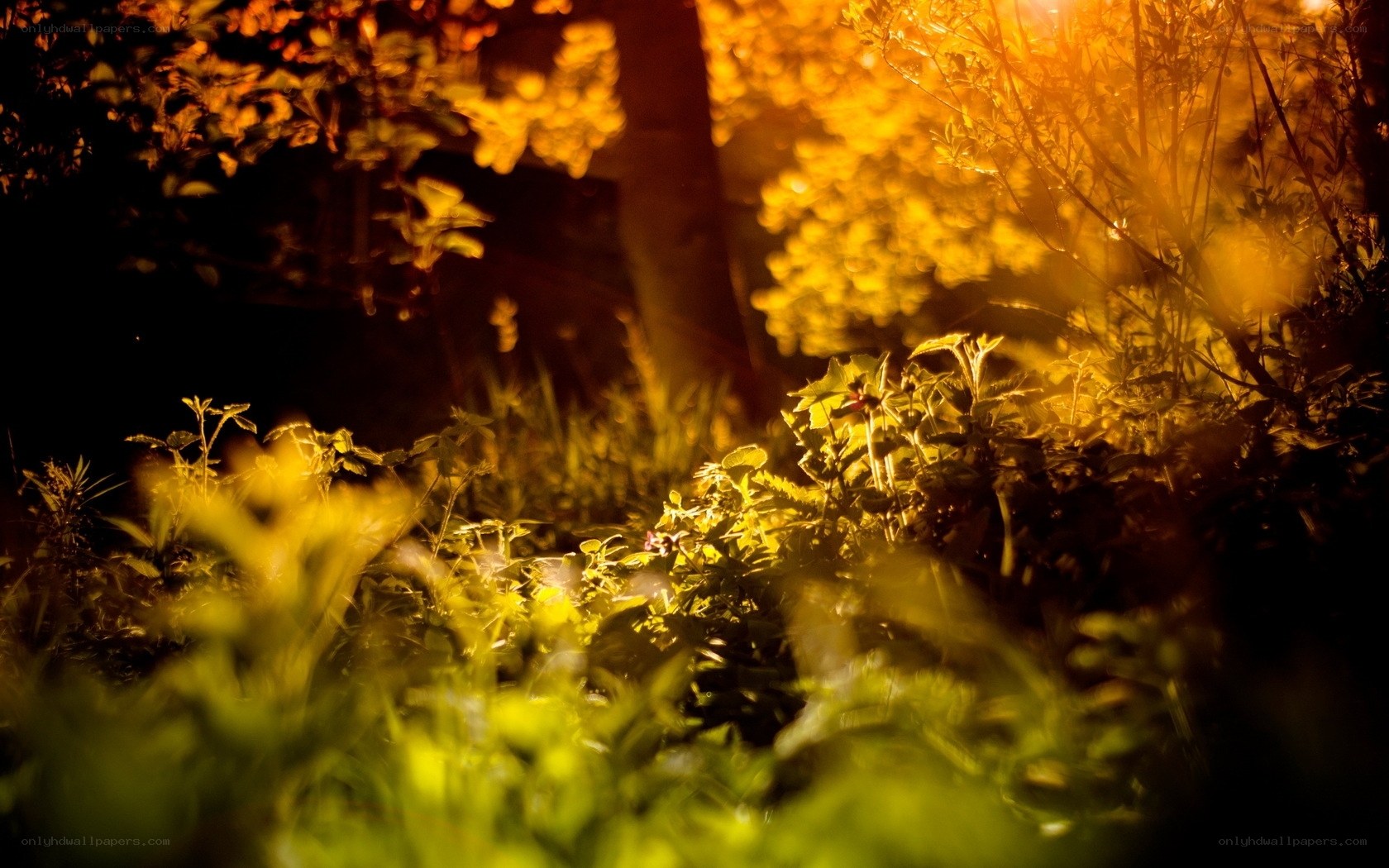 Golden light in the forest