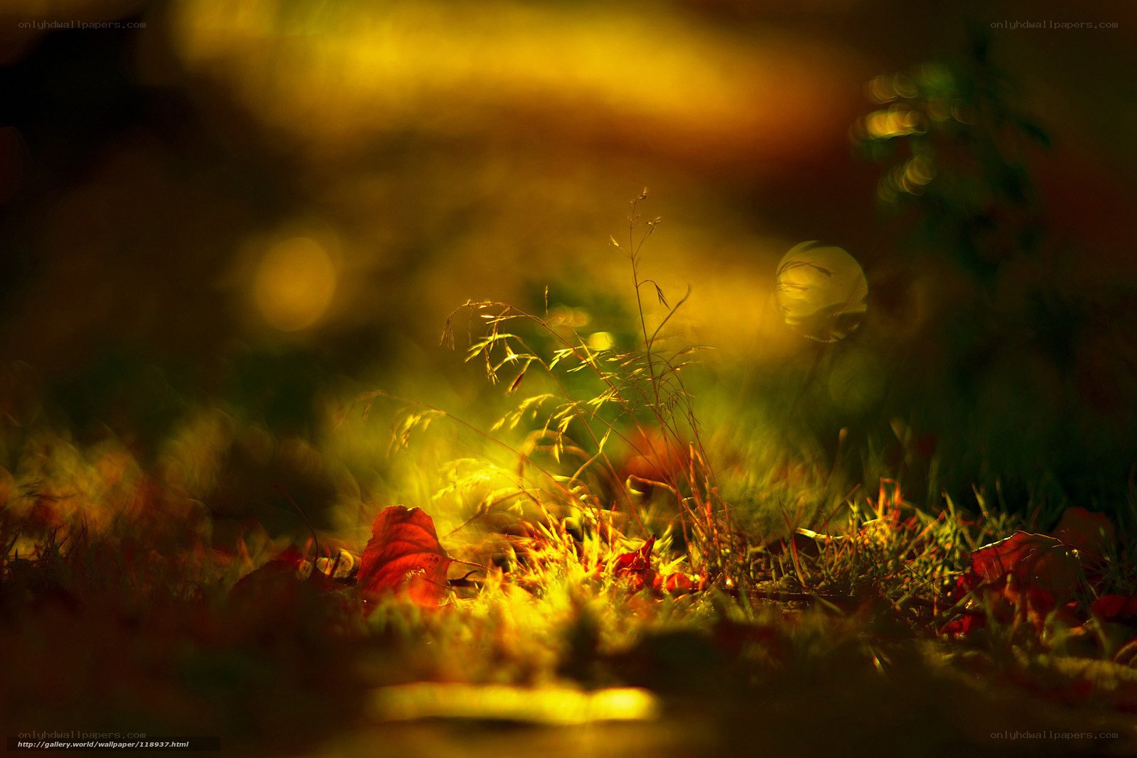 Golden light on autumn grass