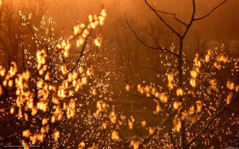 Golden light on bare branches