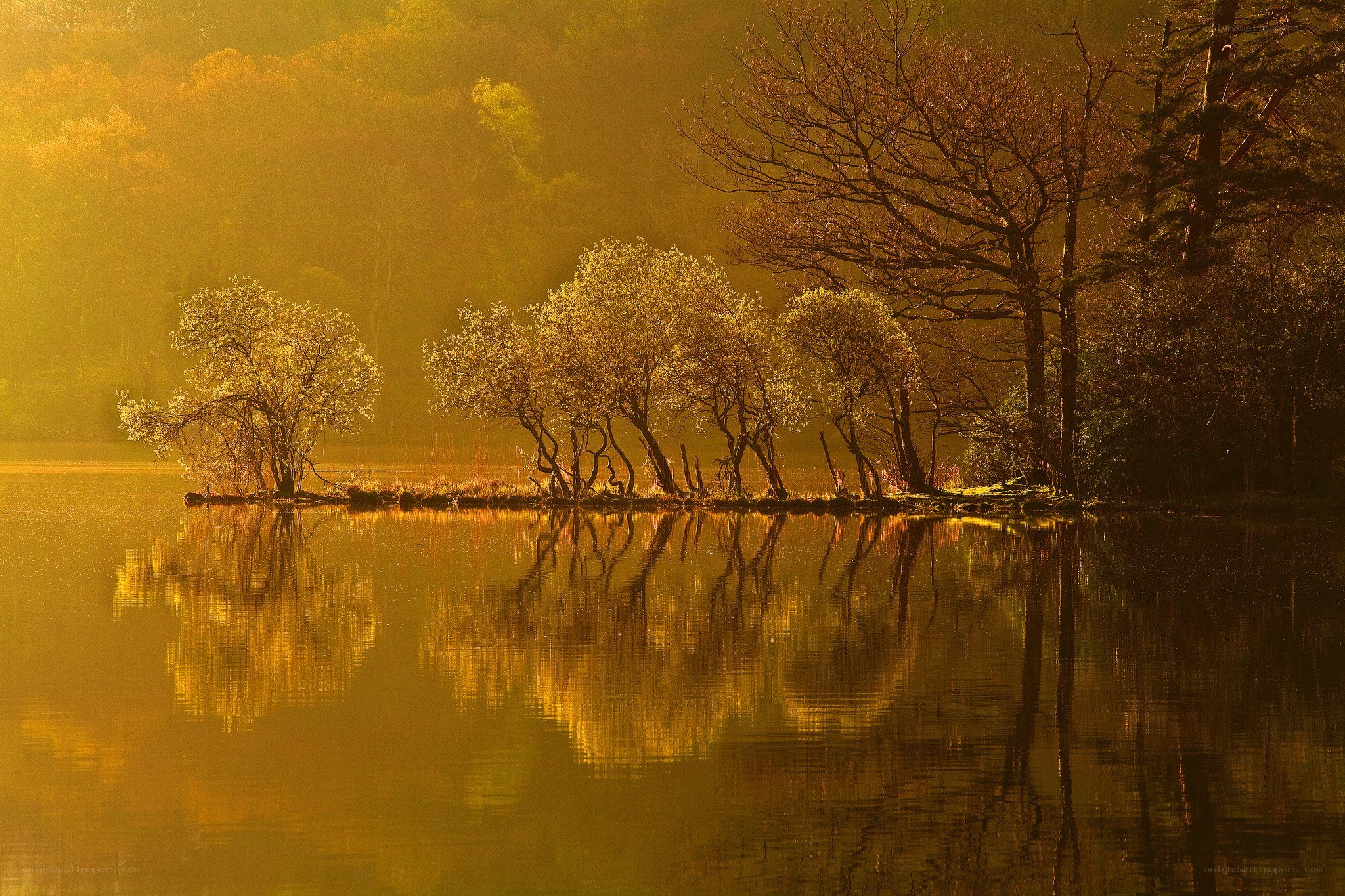 Golden light on lake trees