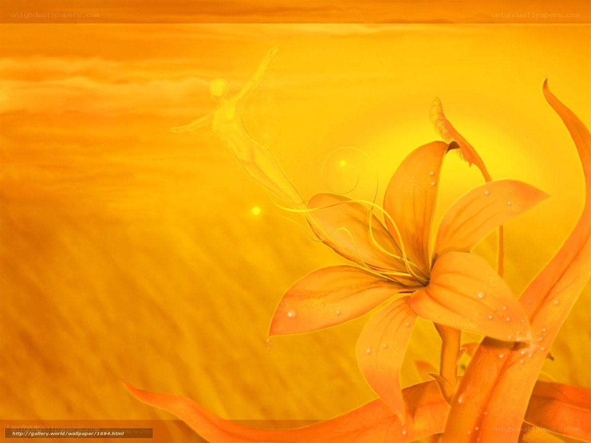 Golden lily in sunset