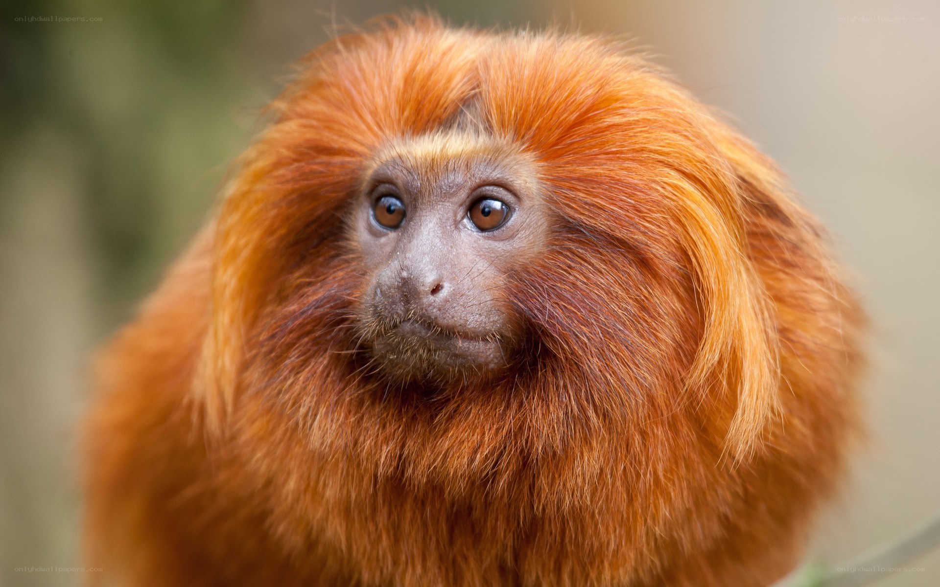 Golden lion tamarin