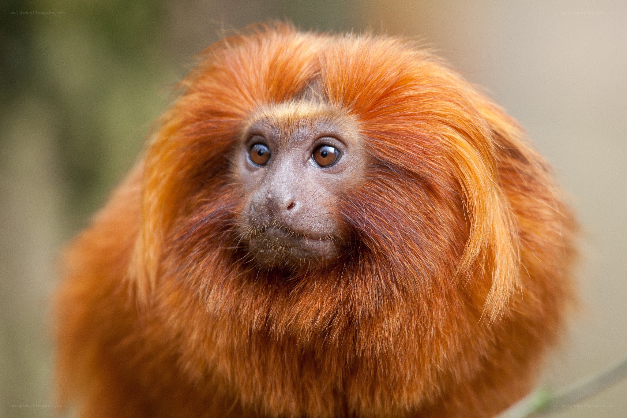 Golden lion tamarin