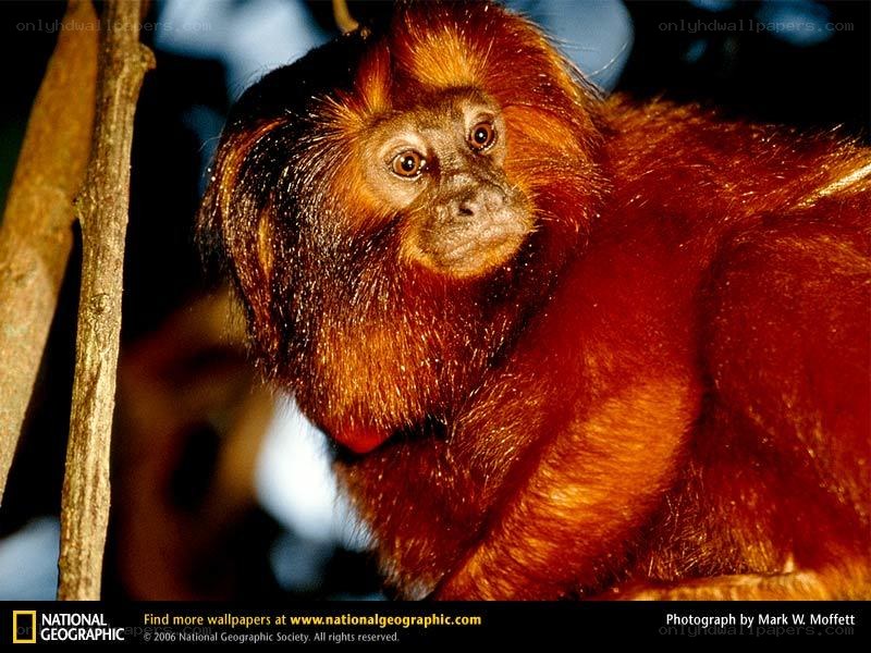 Golden lion tamarin