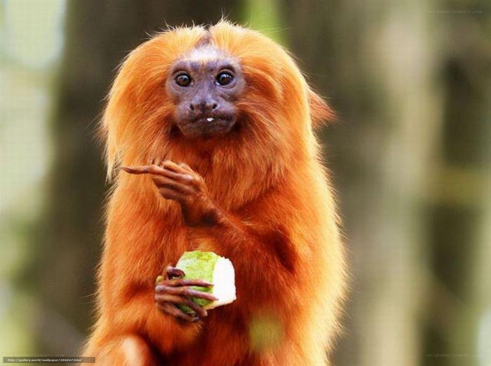 Golden lion tamarin eating fruit