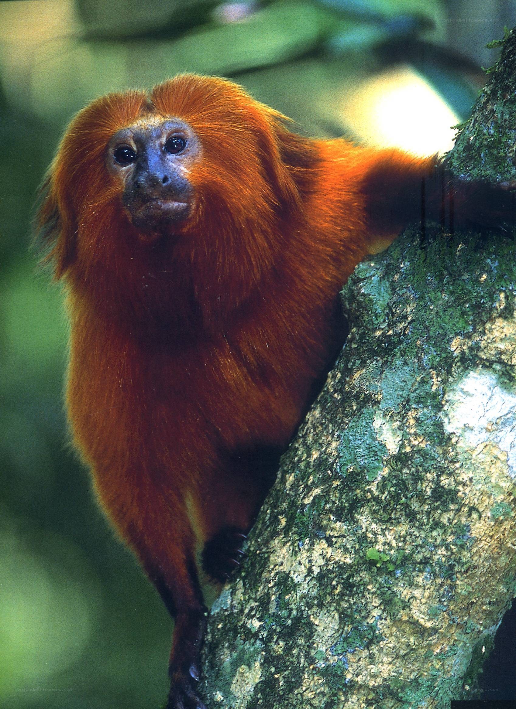 Golden lion tamarin on tree