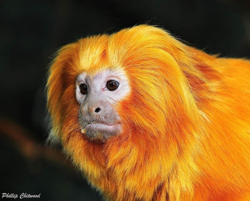 Golden Lion Tamarin — Orange, Calm