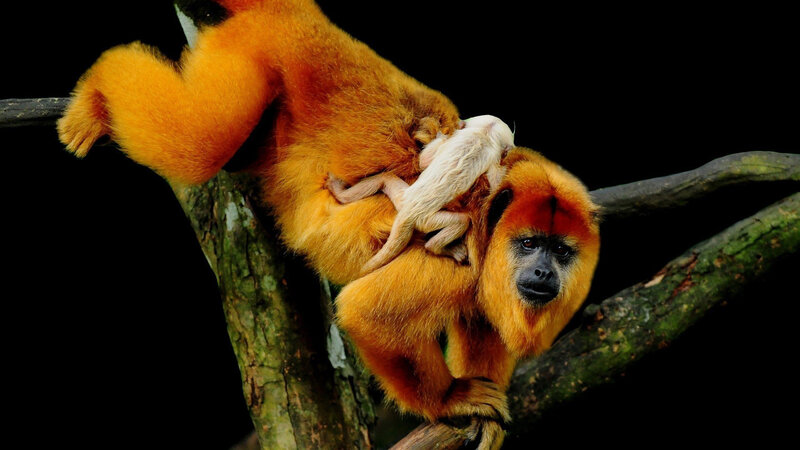 Golden Lion Tamarin — Orange, Dramatic, Photograph, Monkey