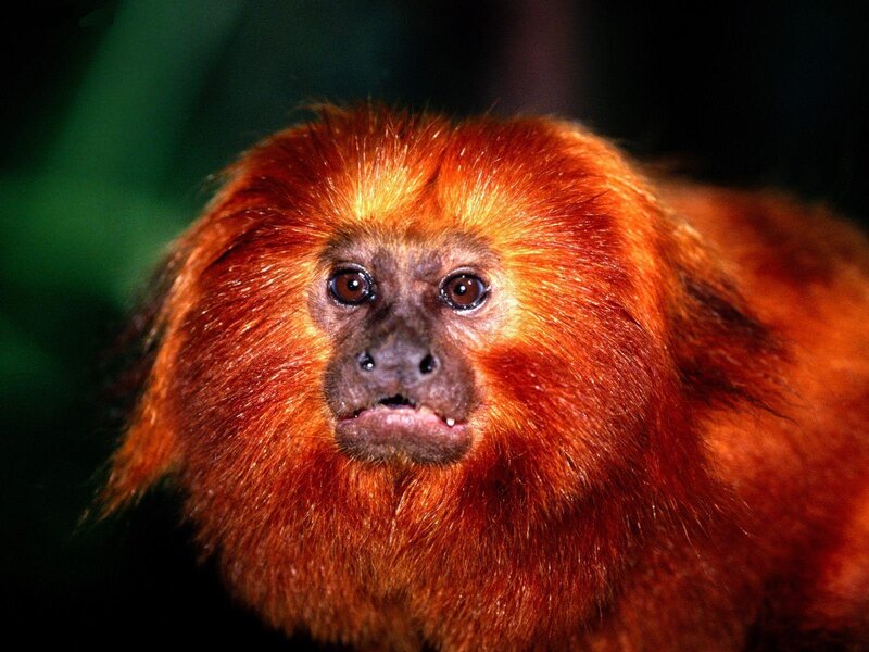 Golden Lion Tamarin — Orange, Intense