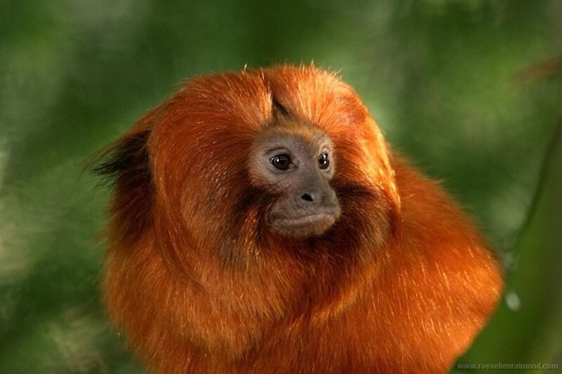 Golden Lion Tamarin — Orange, Natural