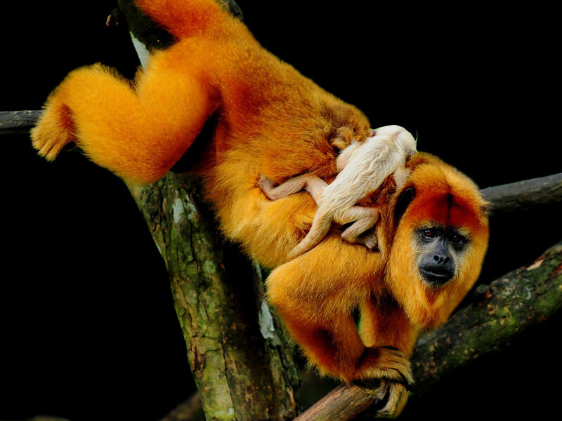 Golden Lion Tamarin — Orange