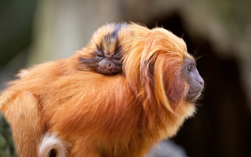 Golden lion tamarin with baby