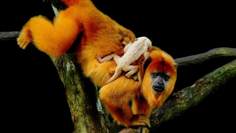 Golden lion tamarin with baby