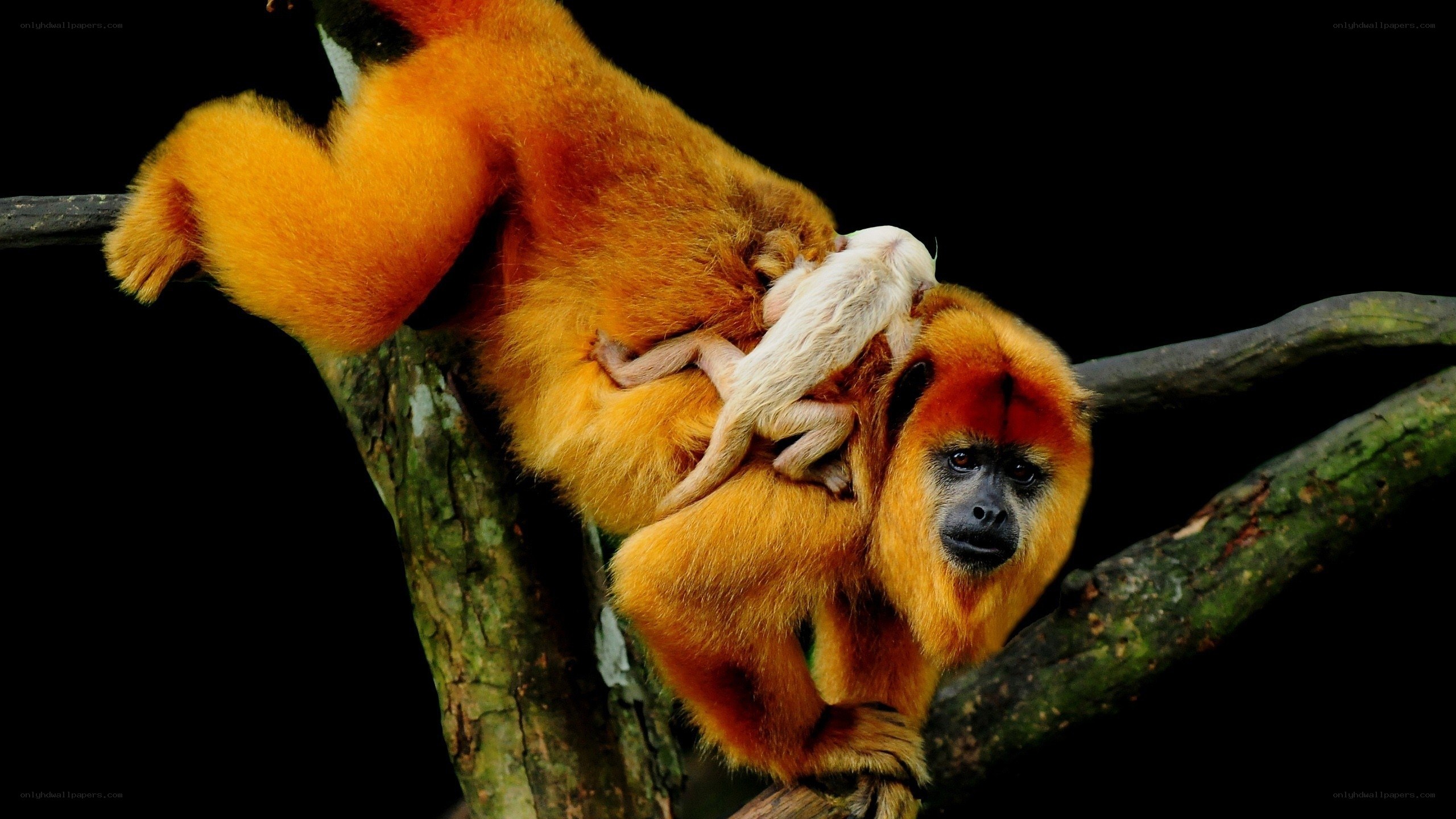 Golden lion tamarin with baby