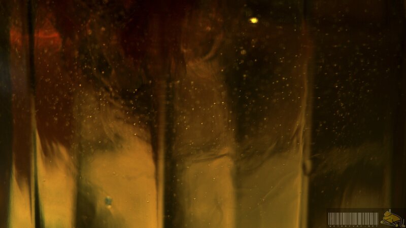 golden liquid with bubbles