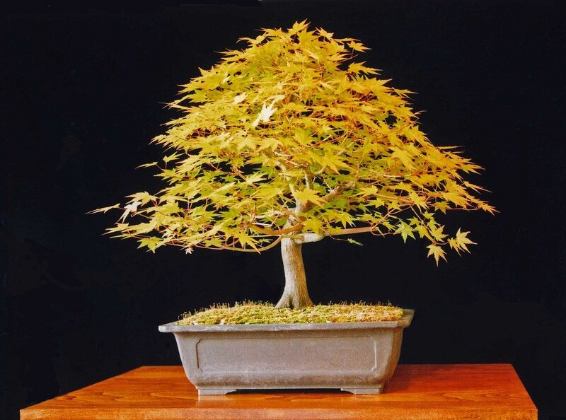 Golden maple bonsai tree