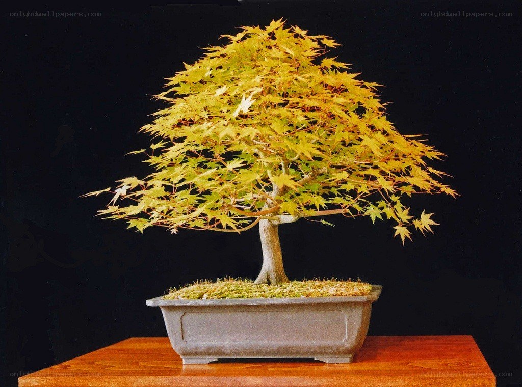 Golden maple bonsai tree