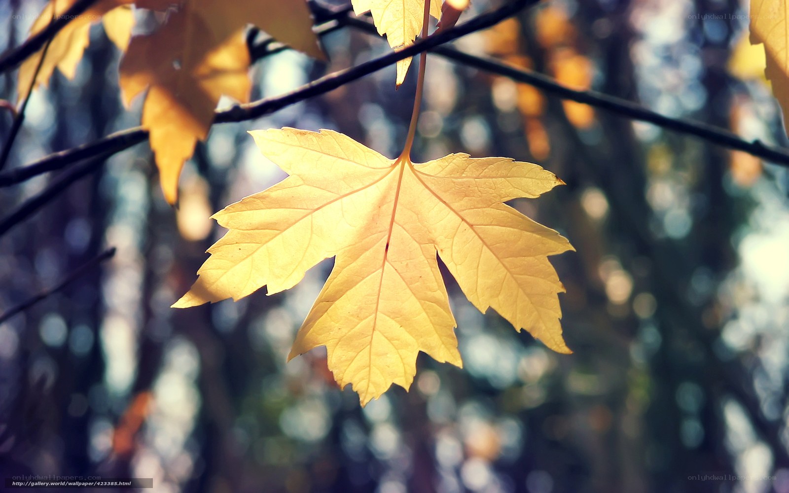 Golden maple leaf in autumn