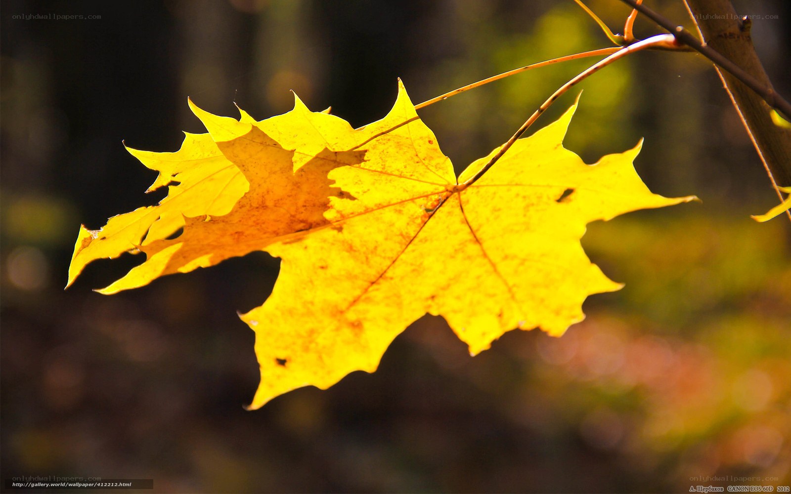 Golden maple leaf in sunlight