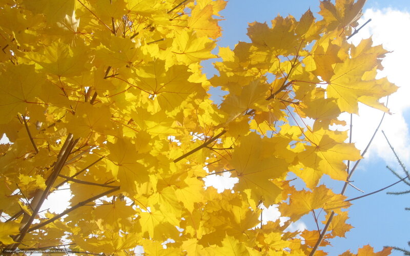 Golden maple leaves in autumn