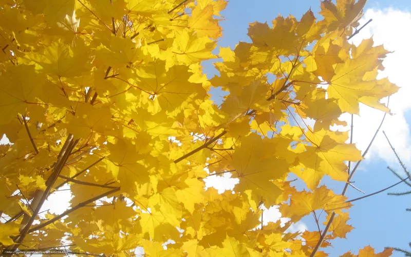 Golden maple leaves in autumn