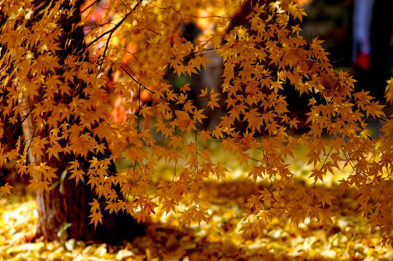 Golden Maple Leaves
