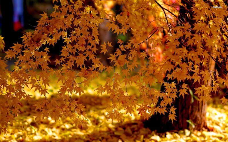 Golden Maple Leaves — Yellow, Serene, Autumn
